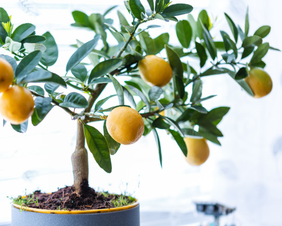 Zitronenbaum selber ziehen gelbe Zitronen ein mediterranes Flair verbreiten zu Hause