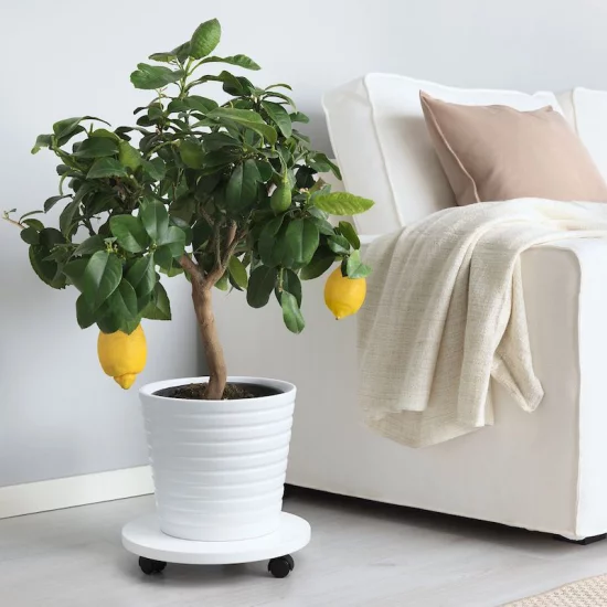 Zitronenbaum selber ziehen im Topf zu Hause sonniger Standort regelmäßiges Gießen