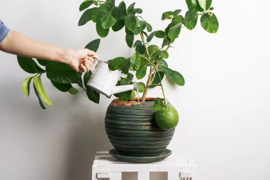 Zitronenbaum selber ziehen im Topf zu Hause vorsichtig gießen Staunässe vermeiden