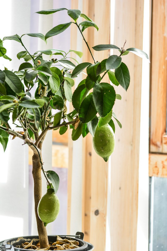 Zitronenbaum selber ziehen im Topf zuechten zu Hause keine Mission impossible