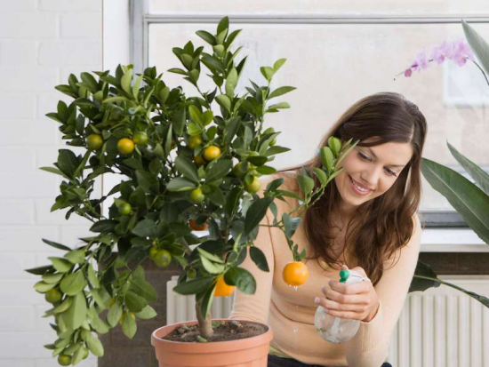 Zitronenbaum selber ziehen junge Frau benebelt den kleinen Baum mit gelben exotischen Früchten