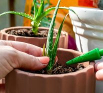 Aloe Vera vermehren – 3 Tipps zur optimalen Anwendung