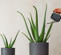 Aloe Vera vermehren – 3 Tipps zur optimalen Anwendung