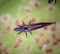 Gewitterfliegen loswerden – Was hilft im Kampf gegen die lästigen Insekten?