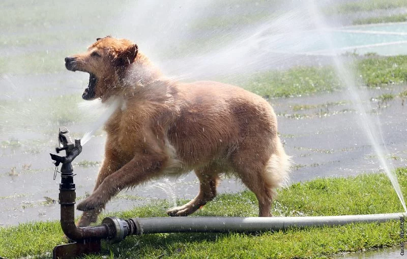 hund im park handeln gegen die hitze