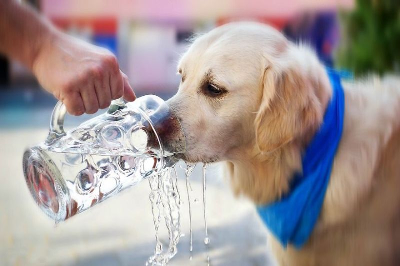 hydrierung hund abkuehlen wasser trinken
