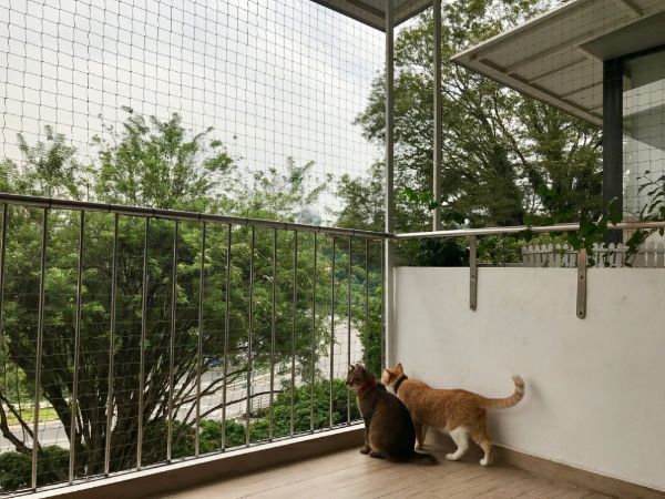 katzen sichern balkon