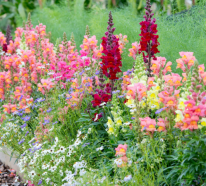 Lang blühende Pflanzen – 7 bezaubernde Schönheiten für Garten und Balkon