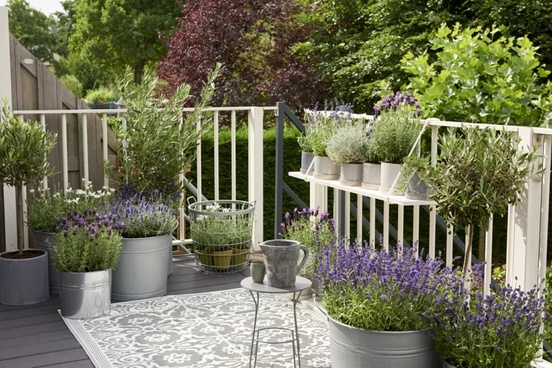 lavendel terrasse lang bluehende pflanzen