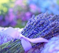 Lavendelöl gegen Mücken für sorgenfreie Sommertage und -nächte