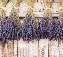 Lavendelöl gegen Mücken für sorgenfreie Sommertage und -nächte