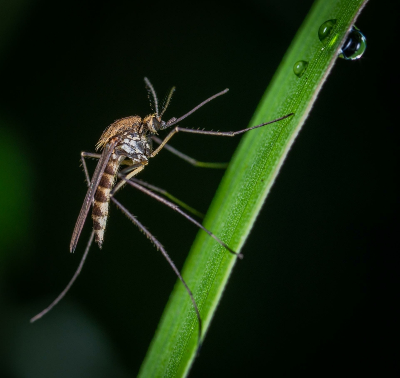 lavendelöl gegen mücken wissenswertes wichtige tipps