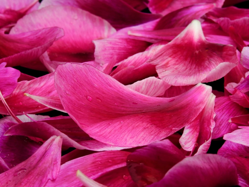rosenöl selber machen rosenblütem diy kosmetik