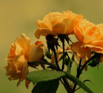 Rosenrost bekämpfen – effektive Tipps und Mittel im Überblick