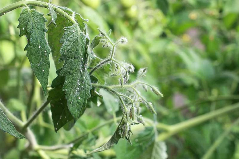 weiße kohlfliege bekämpfen tomaten befall effektive mittel