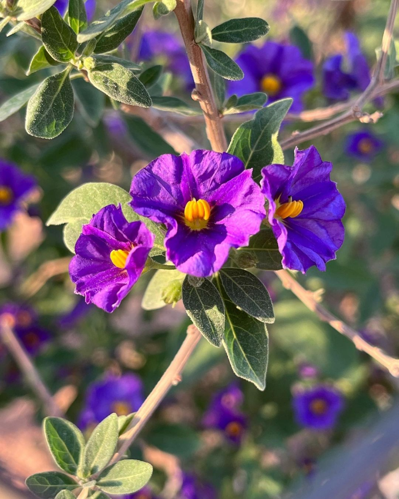 Enzianstrauch – Pflegetipps und Wissenswertes ueber das Hochstaemmchen lila blumen violett schoen