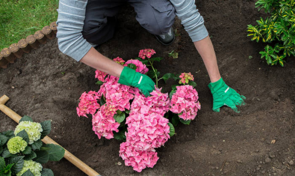 Fehler bei Hortensien Pflege den Boden anreichen lockermachen Hortensien ins Blumenbeet setzen