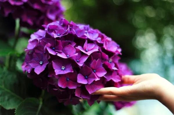 Fehler bei Hortensien Pflege violette Blüten Gartenschönheit ein toller Hingucker draußen