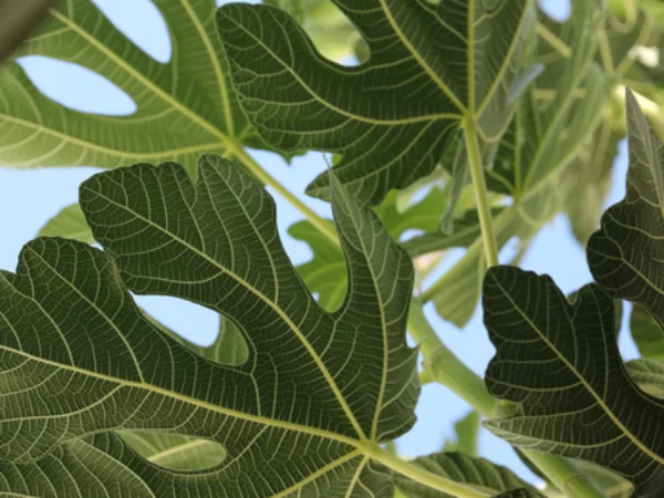 Feigenblätter Feigen gesund aromatisch heilend natürliches Heilmittel grüne Blätter am Feigenbaum