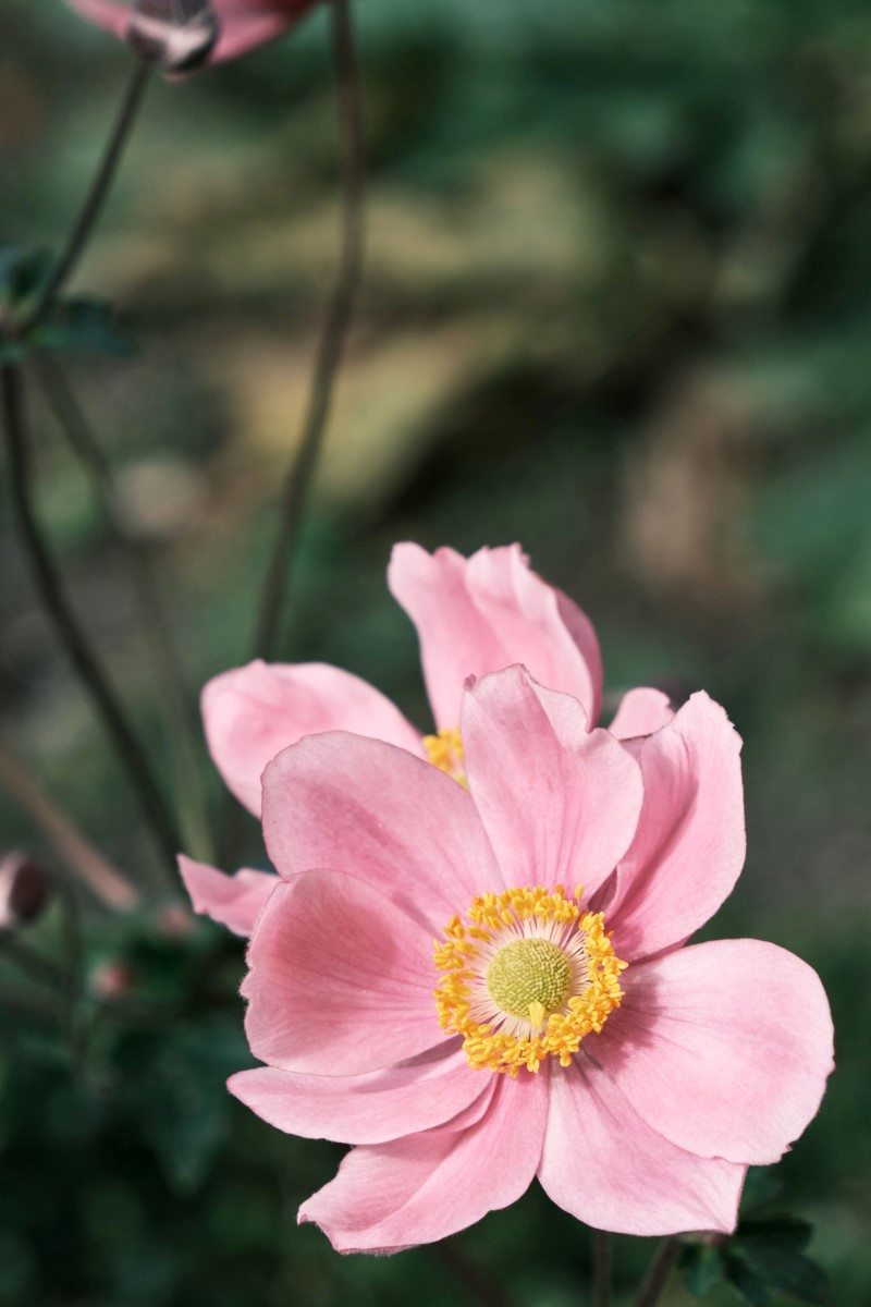 Herbstanemonen pflegen – Ratgeber und Wissenswertes rosa anemone schoen zart