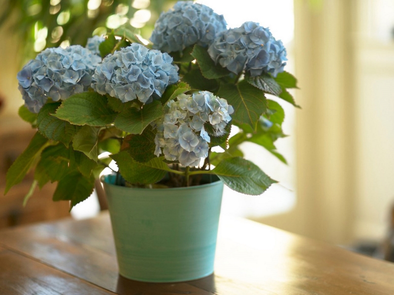 Hortensie als Zimmerpflanze Pflege wichtige Tipps