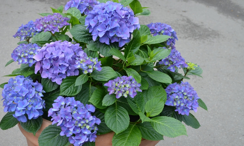 Hortensie als Zimmerpflanze blaue Blüten