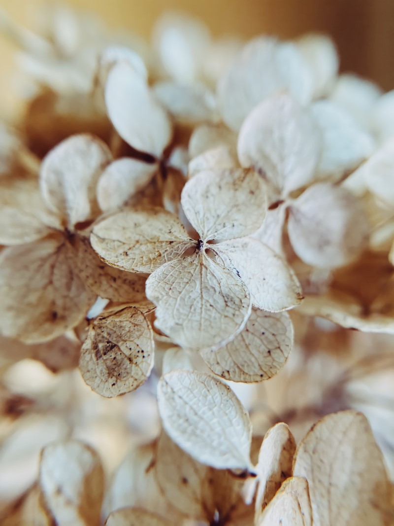 Hortensien trocknen – 3 einfache Methoden fuer perfekte Trockenblumen anleitungen für trockene hydrangea