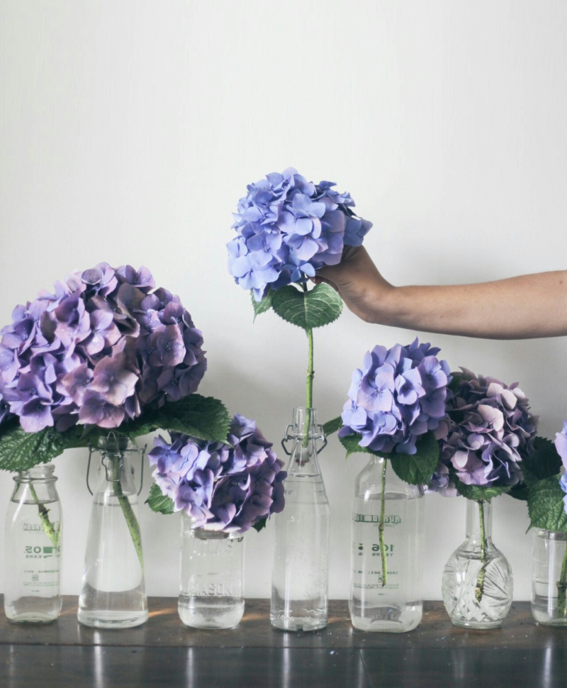 Hortensien trocknen – 3 einfache Methoden fuer perfekte Trockenblumen blau lila blumen in vasen