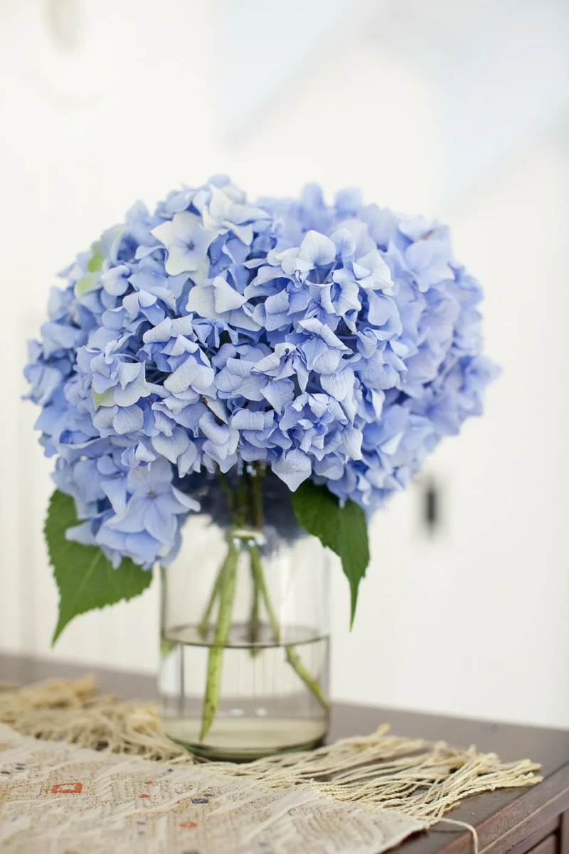 Hortensien trocknen – 3 einfache Methoden fuer perfekte Trockenblumen blaue hydrangea in wasser