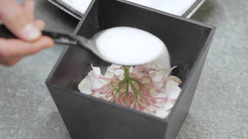 Hortensien trocknen – 3 einfache Methoden fuer perfekte Trockenblumen kieselgel trocknen ideen diy
