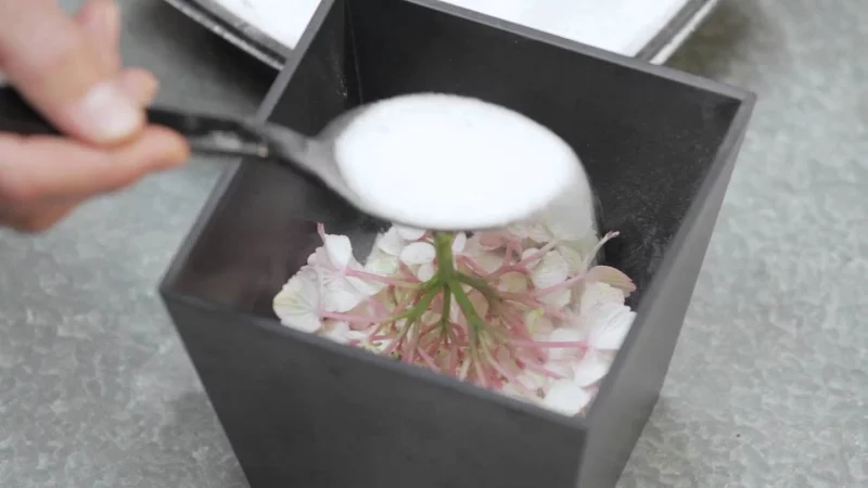 Hortensien trocknen – 3 einfache Methoden fuer perfekte Trockenblumen kieselgel trocknen ideen diy