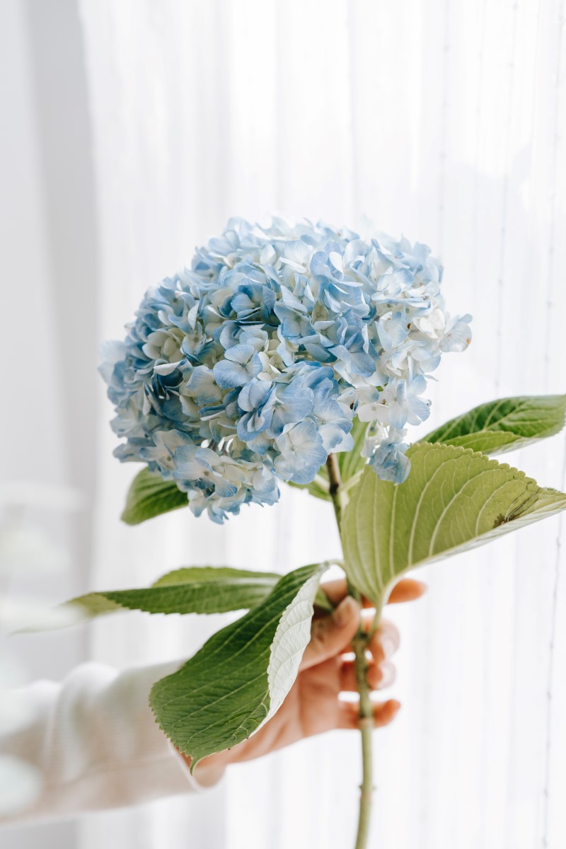 Hortensien trocknen – 3 einfache Methoden fuer perfekte Trockenblumen schnittblume blau frisch