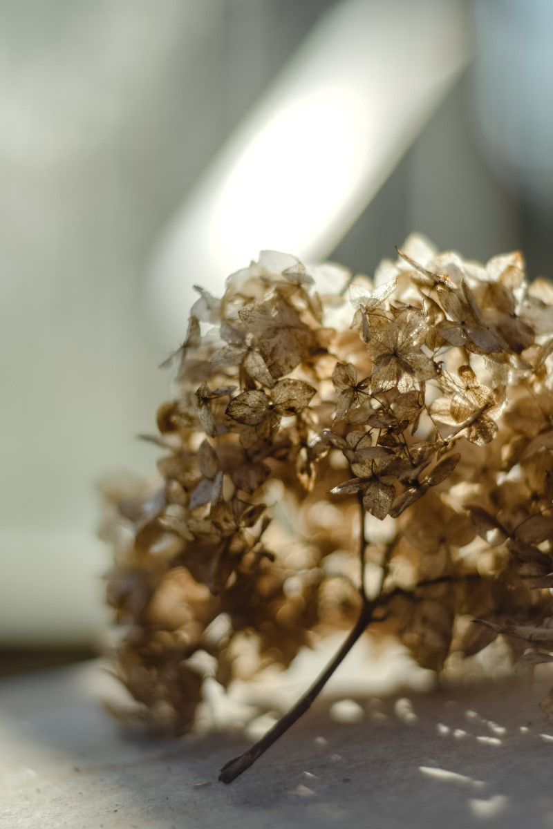Hortensien trocknen – 3 einfache Methoden fuer perfekte Trockenblumen schnittblume hydrangea vintage braun