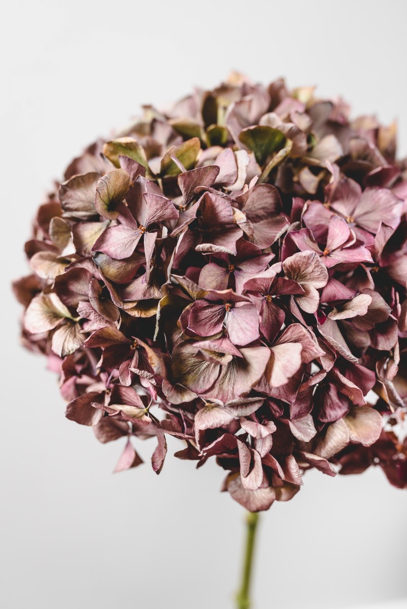 Hortensien trocknen – 3 einfache Methoden fuer perfekte Trockenblumen schoene lila blume trocken