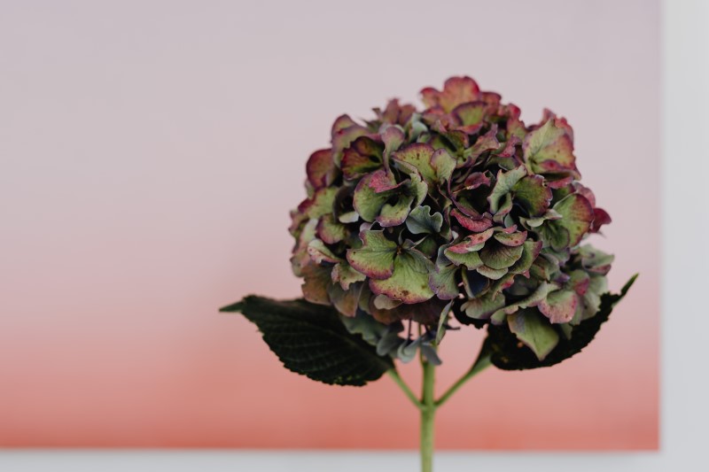 Hortensien trocknen – 3 einfache Methoden fuer perfekte Trockenblumen trockene blumen anleitung