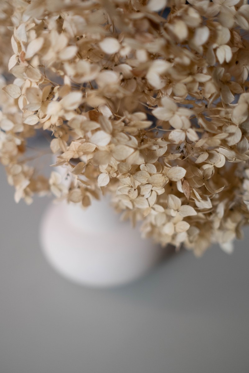 Hortensien trocknen – 3 einfache Methoden fuer perfekte Trockenblumen trockene blumen vintage