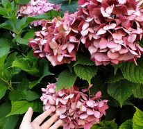 Hortensien trocknen – 3 einfache Methoden für perfekte Trockenblumen