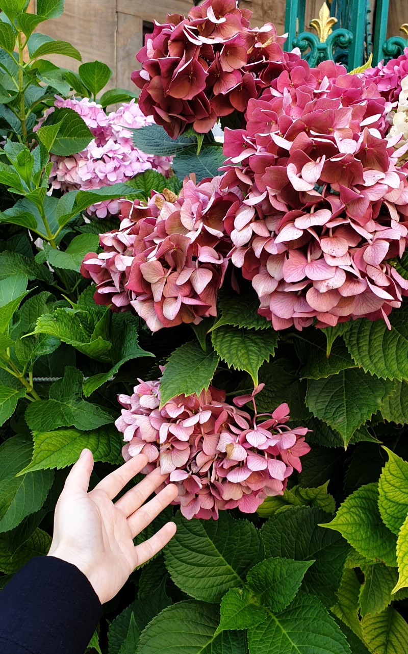 Hortensien trocknen – 3 einfache Methoden fuer perfekte Trockenblumen violett blumen schoen frisch