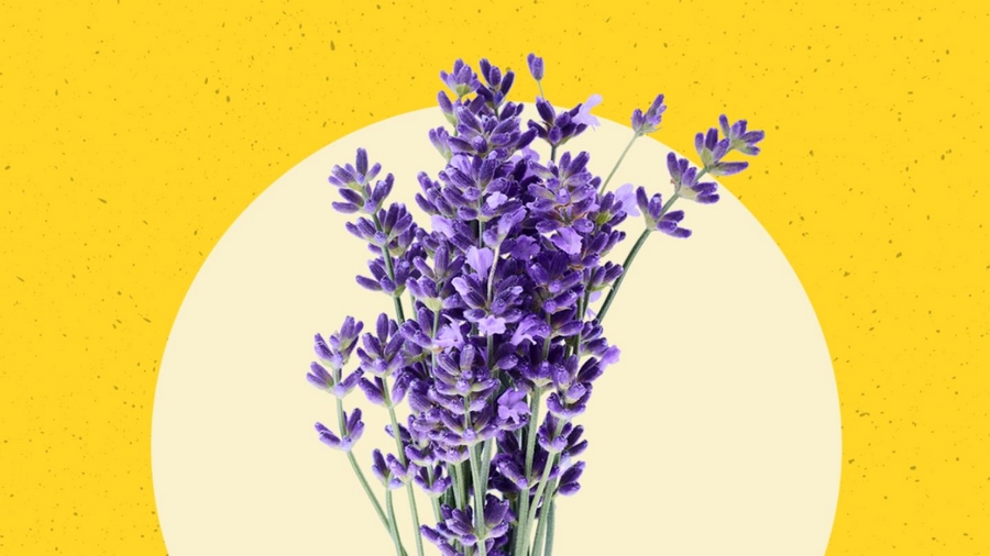 Lavendeltee-Wirkung-So-kann-Lavendel-Ihre-Gesundheit-unterst-tzen-