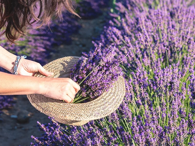 Lavendeltee anbauen und ernten Wirkung