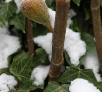 Feigenbaum winterhart: So können Sie Feigenbäume vor Frost schützen