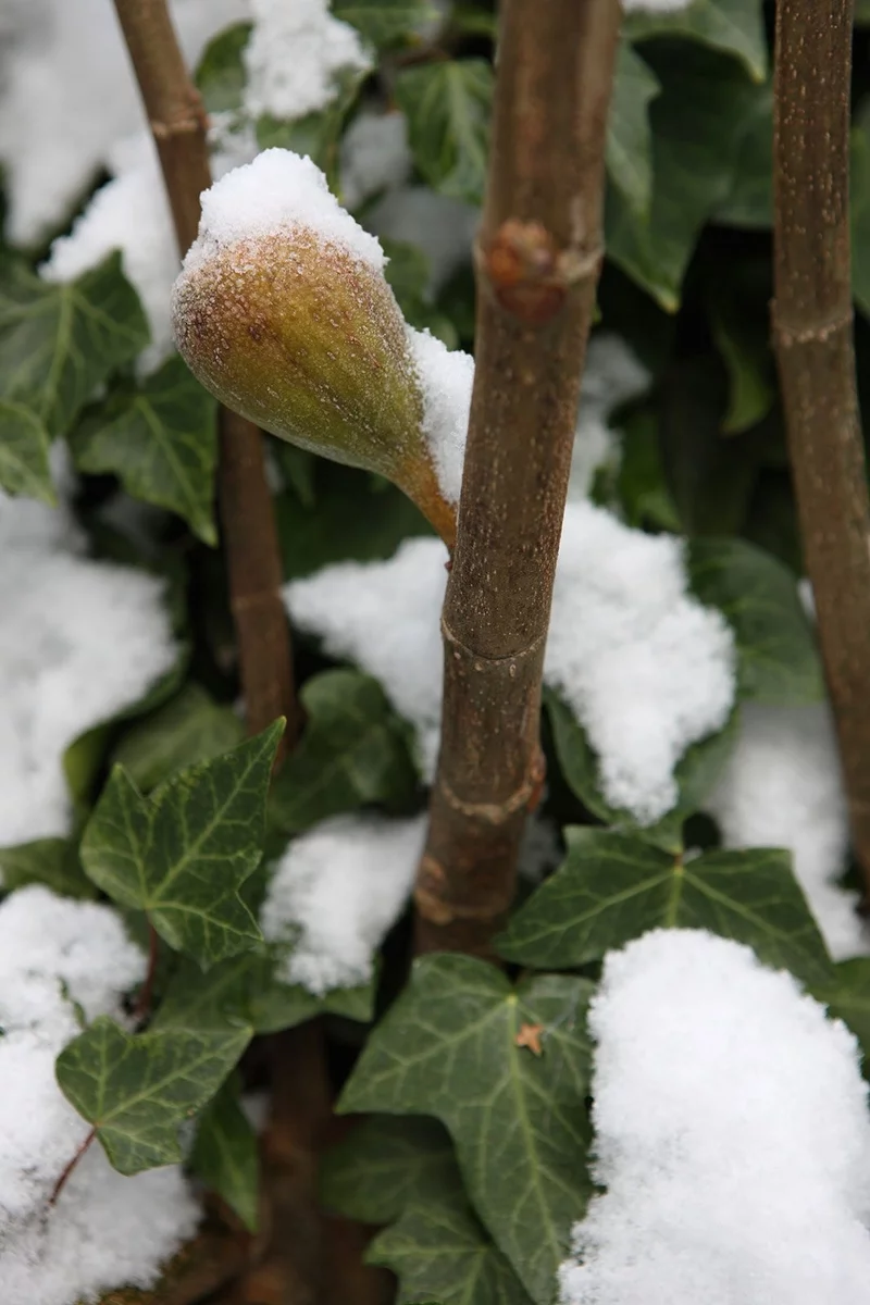 So können Sie Feigenbäume vor Frost schützen
