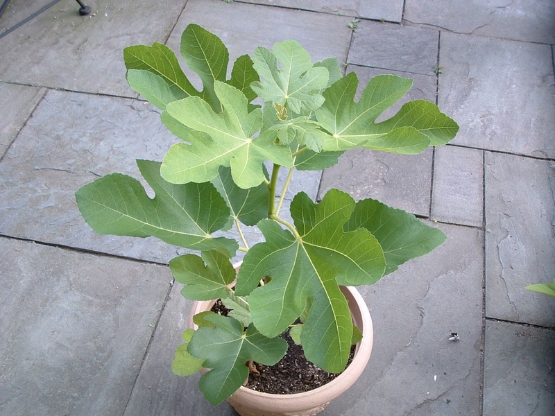 Tipps zum Thema Feigenbaum ueberwintern Topfpflanzen