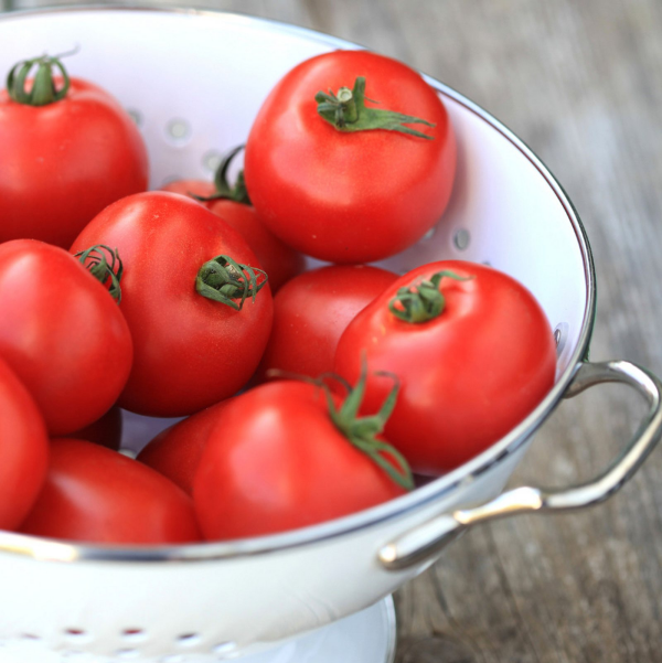 Tomaten richtig lagern eine Schuessel voll mit roten Tomaten