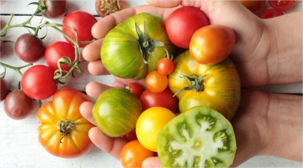 Tomaten richtig lagern gruene Tomaten nicht essen nur fuer den Winter einlegen
