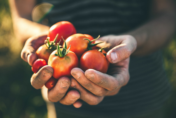 Tomaten richtig lagern gute Ernte eigener Garten viel Gartenarbeit