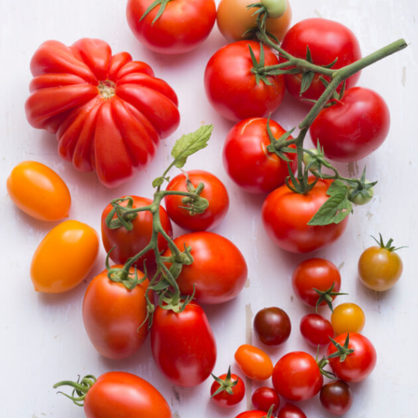 Tomaten richtig lagern verschiedene Tomatensorten unterscheiden sich in Form Farbe Geschmack