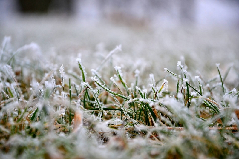Winterschutz für Gartenpflanzen Tipps fuer Ueberwinterung