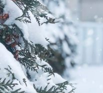 Winterschutz für Pflanzen: Hier sind die besten Tipps für Sie!
