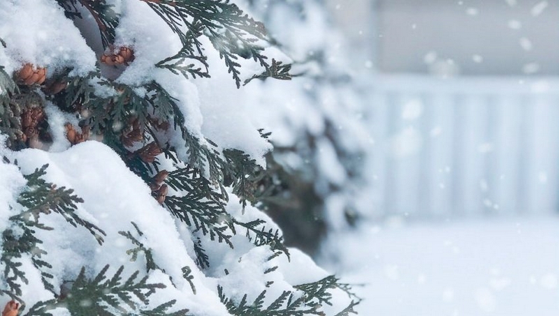 Winterschutz für Pflanzen - die besten Tipps beim Schnee